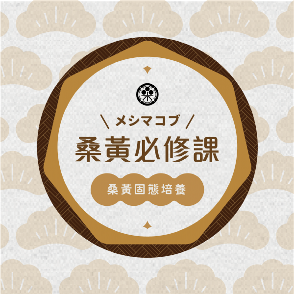 桑黃必修課-桑黃固態培養 桑黃必修課-桑黃固態培養